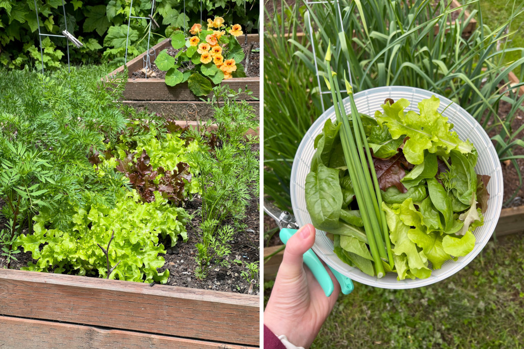 salad greens growing in a garden and harvested in a bowl.