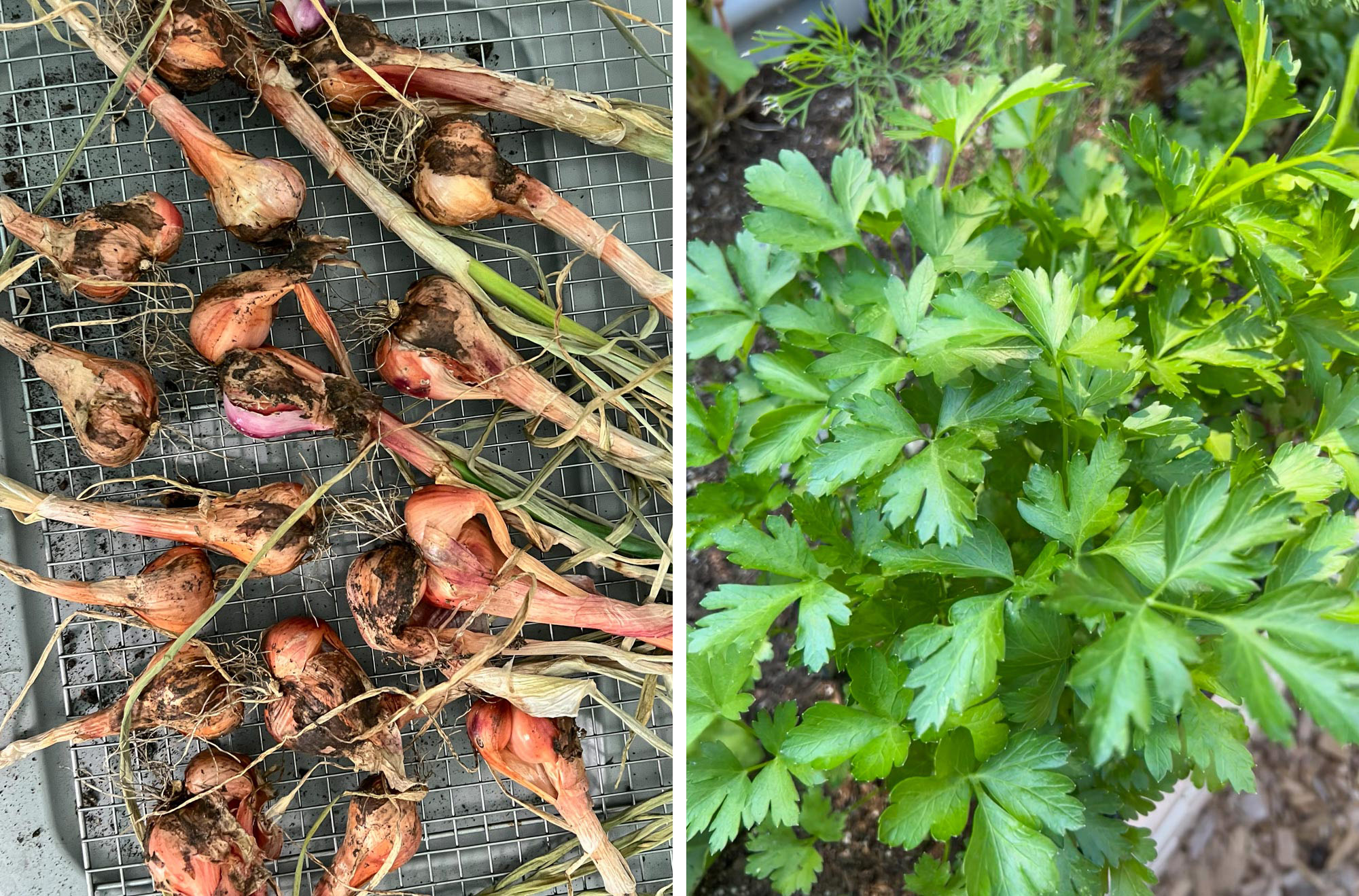 parsley and shallots in garden.